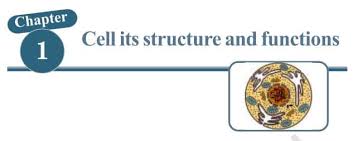 Why plant cell possess large sized vacuole. Cell Its Structure And Functions 9th Class Solutions Q A