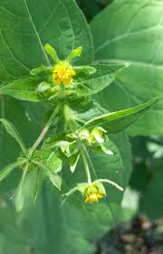 Image result for Sigesbeckia