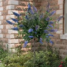 We did not find results for: Cottage Farms Direct Trees True Blue Butterfly Bush Patio Tree
