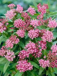 Image result for Asclepias foliosa