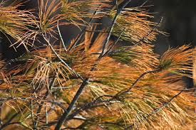 A i learned about pine needle tea a few months ago from a friend who claimed the tea helped him recuperate from a. Yellow Pine Needles Photograph By Dwayne Lenker