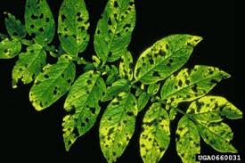 Check spelling or type a new query. Septoria Malagutii Wikipedia