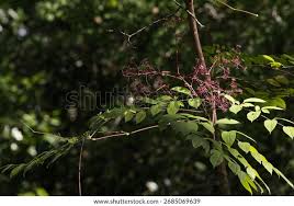 Image result for Araliaceae