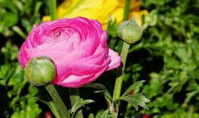 Ranunculus Flower Meaning Symbolism And Colors