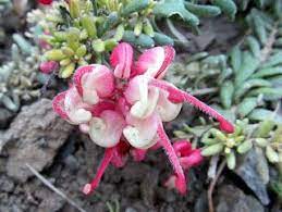 grevilya cicekleri grevillea cicek bi tki