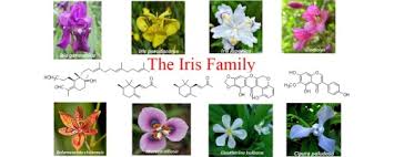 Image result for Iridaceae