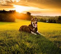 Download Dog Wallpaper By Xhani Rm 3d Free On Zedge Now Browse Millions Of Popular Dog Wallpapers And Ringtones On Zedge And Dogs Dog Wallpaper Real Dog