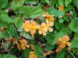 Image result for Begonia sutherlandii