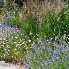 Japanese anemone, achillea, osteospernum, salvia, lavender and cosmos in concrete. Pathway Planting From Gs Project Several Years Ago Bees Love The Gaura Lavender Blend Calamagrostis Gives Some Height Te Ornamental Grasses Gaura Plants