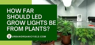 With the proper hanging height these reflectors can effectively cover a 2'x4' all the way through a 4'x4' grow area. How Far Should Led Grow Lights Be From Plants