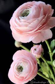 Sugar Ranunculus By Olesya Golumbevskaya Ranunculus Flowers Pretty Flowers Small Pink Flowers