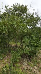 Image result for Lannea katangensis