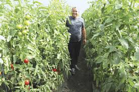 Despre rosiile de solar cultivate non industrial. Florian ÈicÄ Crede In Etapa De ToamnÄ A Tomatelor RomaneÈti Lumea Satului