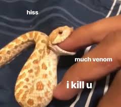 Danger Noodle Cute Reptiles Cute Animal Memes Cute Snake