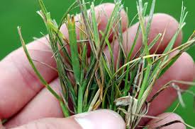 If the tips of your grass have turned yellow, but the rest of the grass blade is green, then there is probably a quick and easy solution. Lawn And Turf Stripe Smut Pacific Northwest Pest Management Handbooks