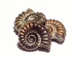 Ada juga perkataan sinonim dan berkaitan dengannya ada dipaparkan di sini. Fosil Definisi Fosil Dalam Kamus Melayu