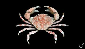 Image result for Dinebra caudata