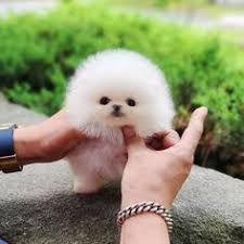 Mini golden doodle puppies for sale. Happy Dog Pomeranian Puppies For Sale Pomeranianpupiesforsale Profile Pinterest