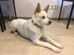 Gentests für hunde der rasse: Peanut Is About 10kg And 38cm Maybe Norrbottenspets X Jack Russel Idmydog