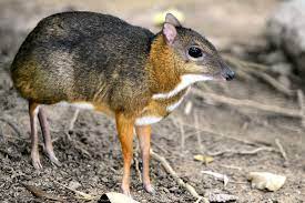 Deer mice use their sharp teeth to eat just about anything they can find — they can chew through hard shells and will eat anything from vegetation to snails. Java Mouse Deer Facts Critterfacts
