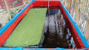 Budidaya Ikan Nila Merah Di Kolam Terpal Air Tenang Tanpa Aerator Tanpa Ganti Air Youtube