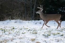 How To Deer Hunt In December Deer Hunting Realtree Camo