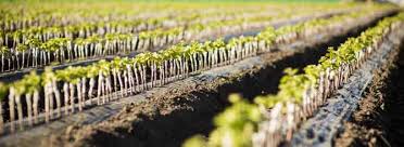 Image result for graft grape vines