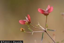 Image result for Janusia