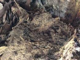 All building and pest inspections are carried out by noel milne, a fully licensed builder, licensed pest technician and fully insured the owner of the business. Home Eyespy Building And Pest Inspections