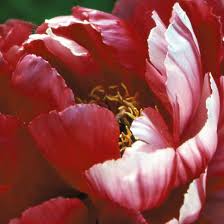 Even though we usually create bouquets, flower arrangements, corsages and buttonhole flowers for weddings, we can cater to any requirement. Tree Peonies Claire Austin