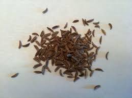 Caraway plants do best when started with seeds. Caraway Advice From The Herb Lady
