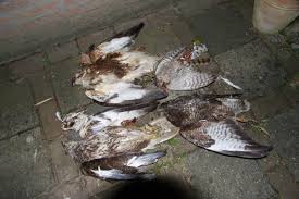 De brede donkere top en de bruine waas is beter voor buizerd dan voor sperwer of havik. 9 Roofvogelvervolging Werkgroep Roofvogels Zeeland