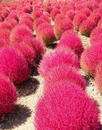 Pin By Nina Bungers Pinspiration On For The Home Plants Foliage Plants Herbal Plants