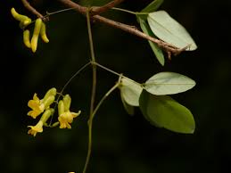 Image result for Dumasia