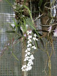 Image result for Aerangis appendiculata
