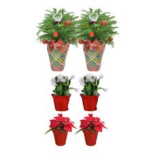 Well you're in luck, because here they come. Costa Farms 2 In To 6 In Norfolk Island Pine 2 In To 4 In Christmas Cactus And Poinsettia Live Holiday Decor Bundle 6 Pack Co Holpk 3 Deco 6pk The Home Depot