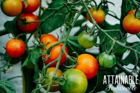 Determinate varieties tend to produce all of their tomatoes in a short period of time, and usually have more compact plants. Growing Tomatoes In Pots To Save Space Attainable Sustainable