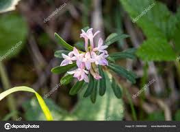 Image result for Thymelaeaceae