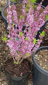 Image result for Daphne mezereum