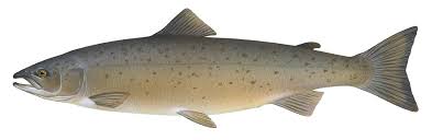 Salmon Wikipedia