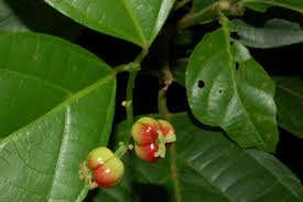 Image result for Alchornea occidentalis