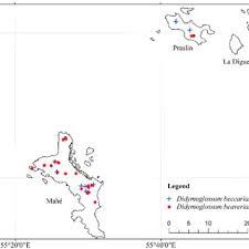 Image result for Crepidomanes clarenceanum