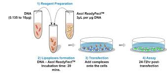 Transfection of animal cell lines. Transfection Of Neural Progenitor Cells Axol Bioscience