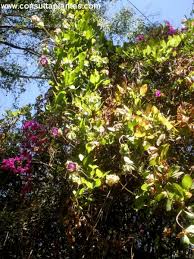 Image result for Cobaea