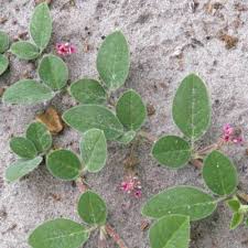 Image result for Indigofera flavicans