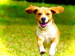 Find petsmart pet stores near you! Dogs Of Denver Dog Training Co Home Facebook