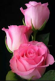 Pin Von Royal Vestures Boutique Auf Back Drop Blumen Rosen Rosa Blumen Schone Blumen