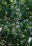 Image result for Vernonia adoensis