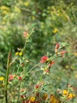 Image result for Panicum graciliflorum