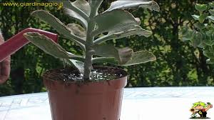 Una caratteristica di queste cactacee è quella di provenire dagli habitat caldo umidi delle. Annaffiatura Piante Grasse E Succulente Youtube